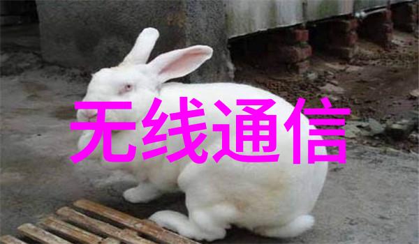 上海分离机我在这座古老而又现代的城市里遇见了它
