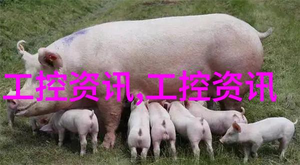 输送设备在现代物流系统中的应用与优化研究