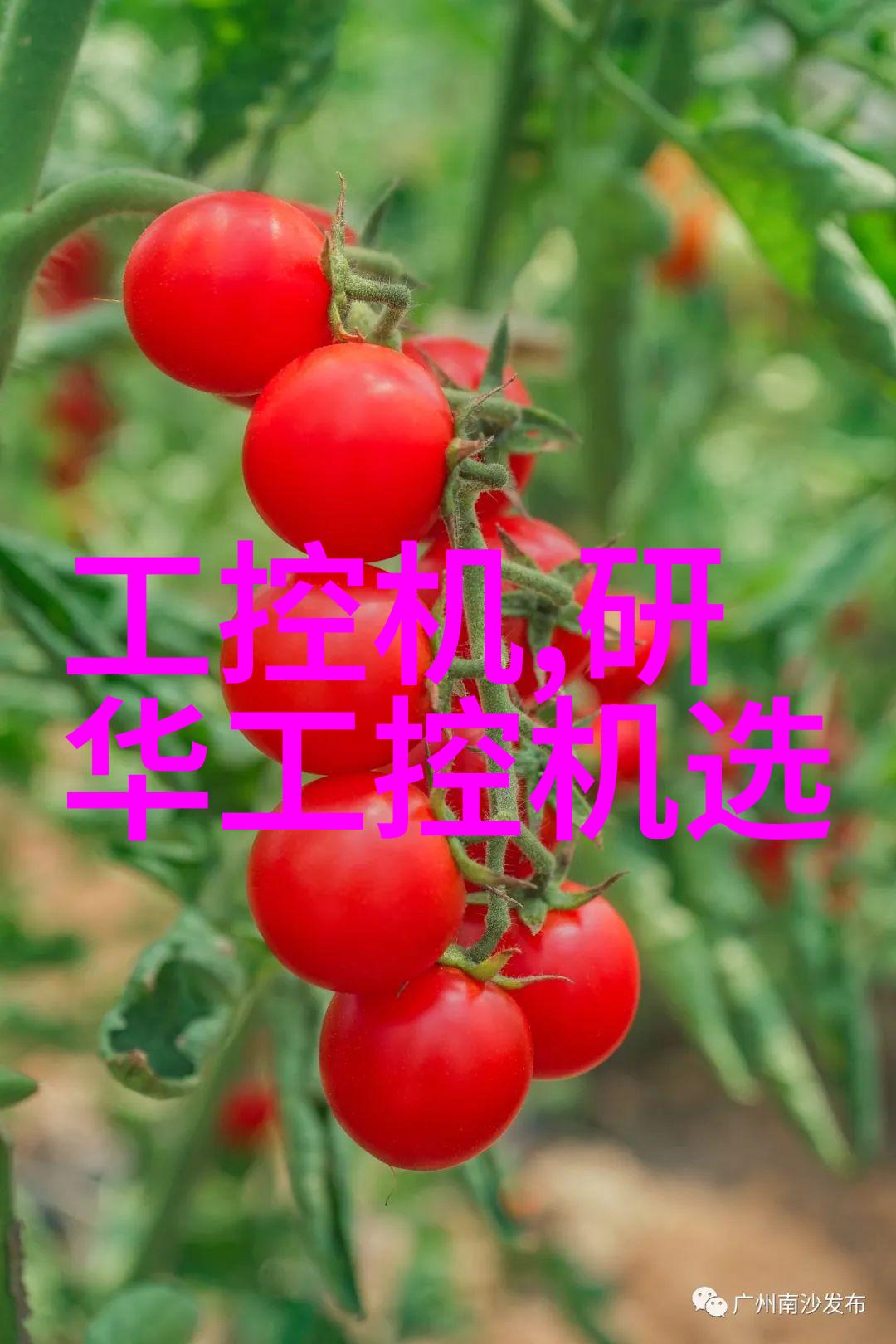 剪切与整理分条机的秘密生活
