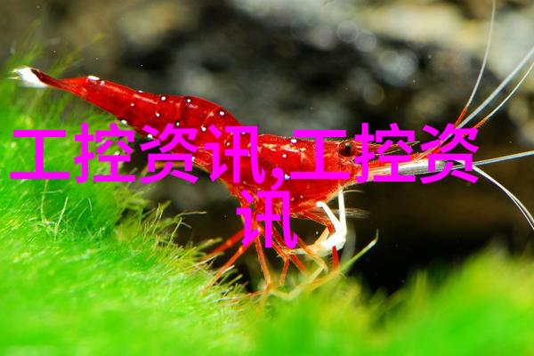 技术分析-东微半导体估值深度解析从市盈率到增长潜力