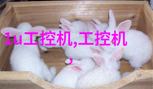 兔宝宝生态行为研究观察与分析幼年兔类社交互动模式