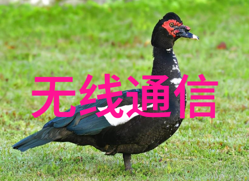 糯米胶咱们的宝贝儿如何让它在厨房中发挥最大功效